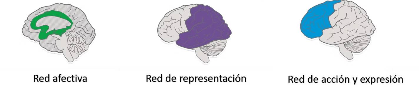 igura. Redes cerebrales para el aprendizaje